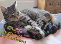 Oscar - Cat Cushion
