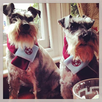 Harry And Stanley Westham Scarves
