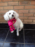 Biscuit - Pink Multi-Stars Scarve