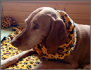 Take a look at our fantastic new range of pet snoods